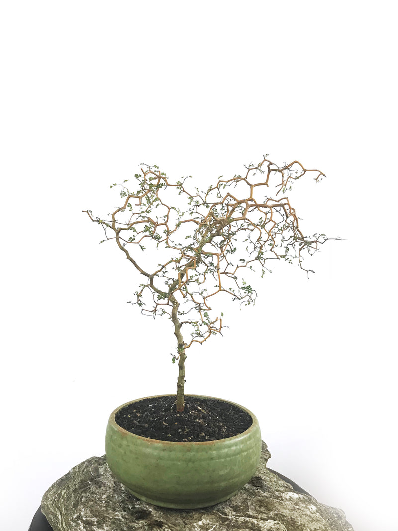 KOWHAI - NZ NATIVE (KH1808001) - MiniGardens NZ