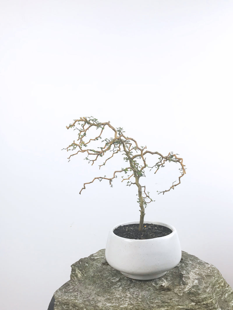 KOWHAI - NZ NATIVE (KH1808002) - MiniGardens NZ