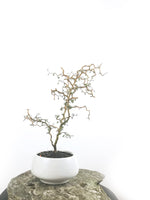 KOWHAI - NZ NATIVE (KH1808003) - MiniGardens NZ