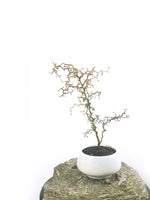 KOWHAI - NZ NATIVE (KH1808003) - MiniGardens NZ