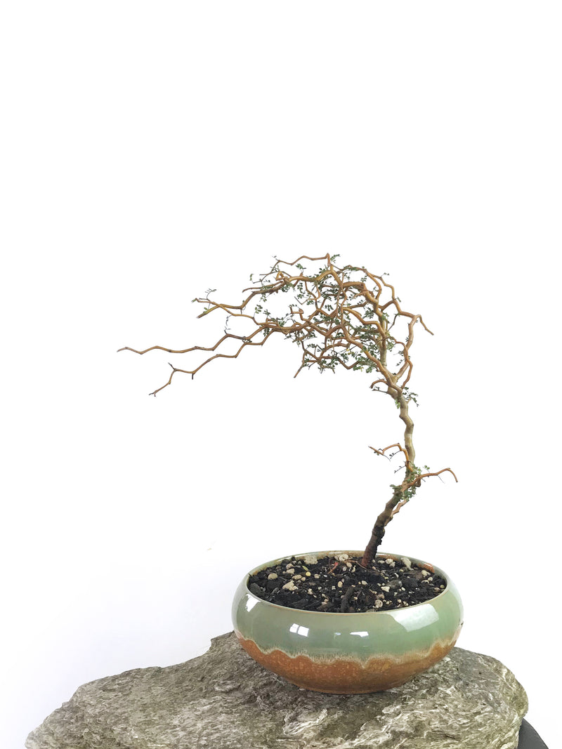 KOWHAI - NZ NATIVE (KH1808005) - MiniGardens NZ