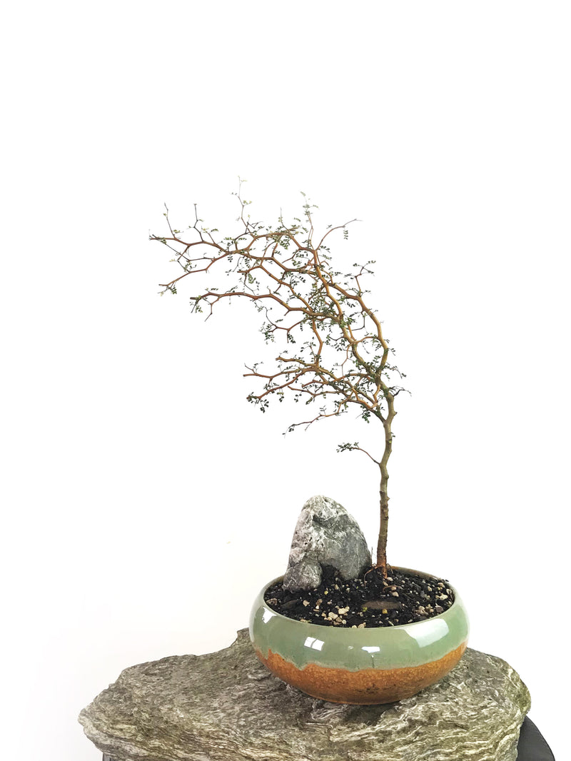 KOWHAI - NZ NATIVE (KH1808006) - MiniGardens NZ