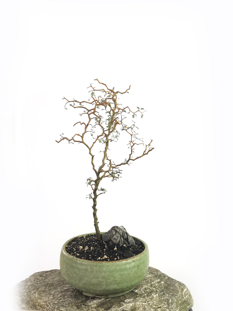 KOWHAI - NZ NATIVE (KH1808007) - MiniGardens NZ