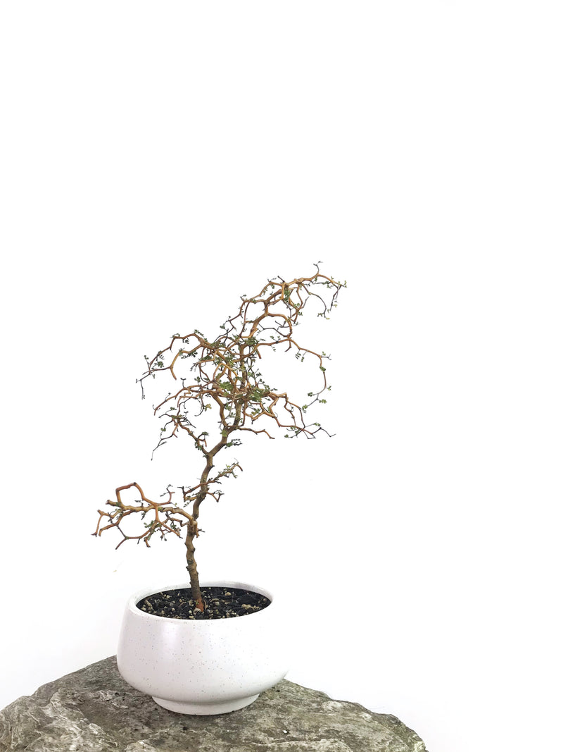 KOWHAI - NZ NATIVE (KH1808008) - MiniGardens NZ