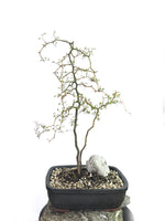 KOWHAI - NZ NATIVE (KH1808009) - MiniGardens NZ