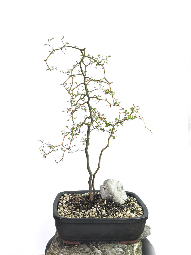 KOWHAI - NZ NATIVE (KH1808009) - MiniGardens NZ