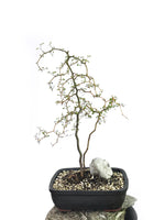 KOWHAI - NZ NATIVE (KH1808009) - MiniGardens NZ