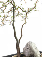 KOWHAI - NZ NATIVE (KH1808009) - MiniGardens NZ