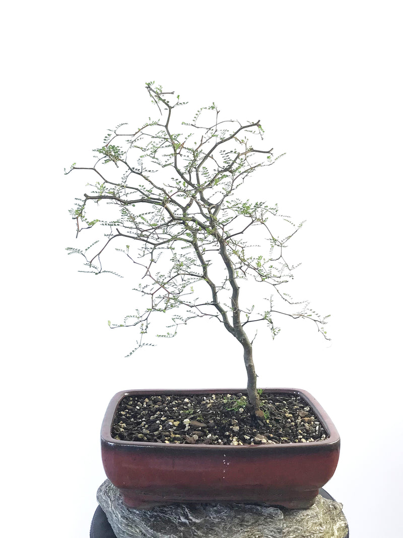 KOWHAI - NZ NATIVE (KH1808011) - MiniGardens NZ