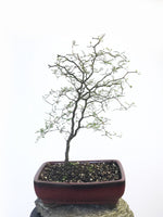 KOWHAI - NZ NATIVE (KH1808011) - MiniGardens NZ