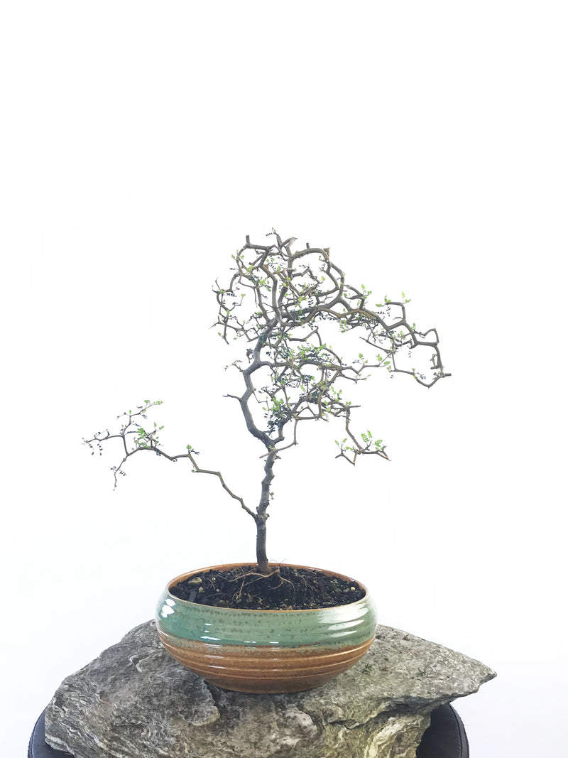 KOWHAI - NZ NATIVE (KH1808012) - MiniGardens NZ