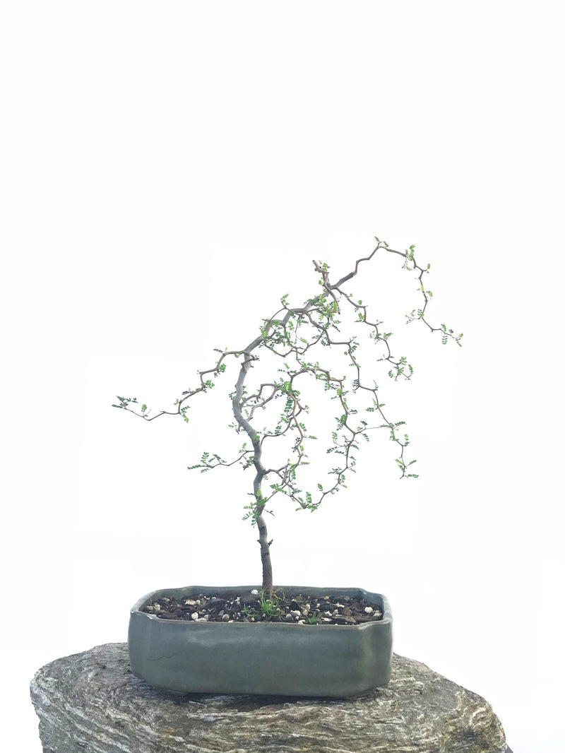 KOWHAI - NZ NATIVE (KH1808013) - MiniGardens NZ