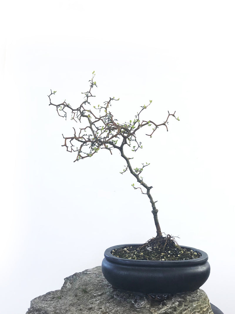 KOWHAI - NZ NATIVE (KH1808014) - MiniGardens NZ