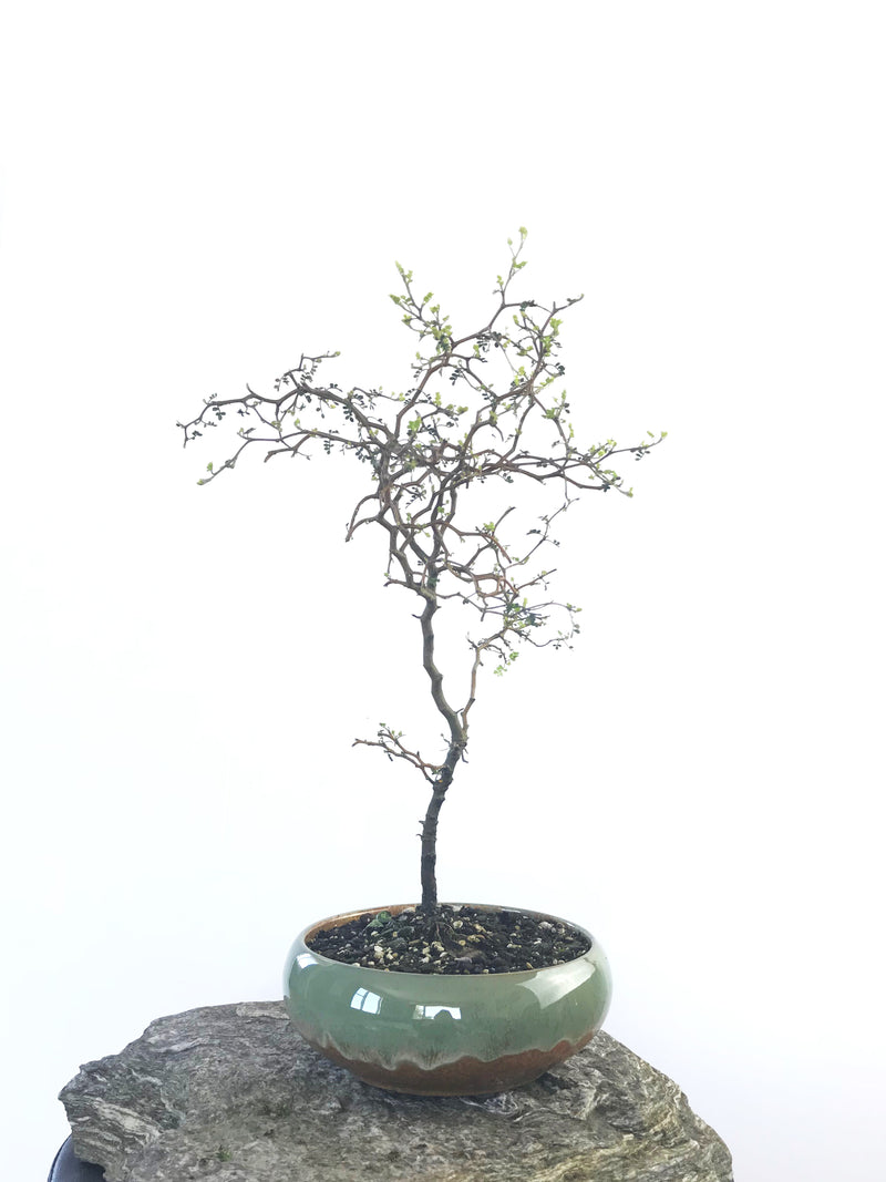 KOWHAI - NZ NATIVE (KH1808015) - MiniGardens NZ