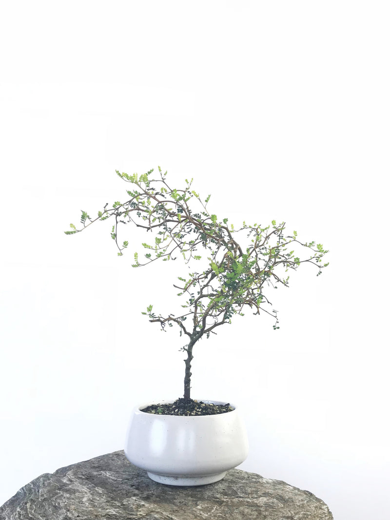 KOWHAI - NZ NATIVE (KH1808016) - MiniGardens NZ