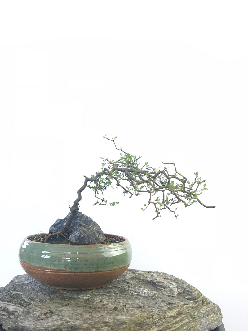 KOWHAI - NZ NATIVE (KH1808017) - MiniGardens NZ