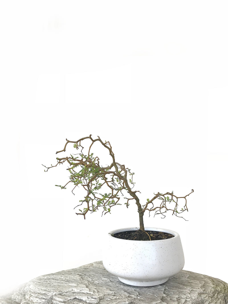 KOWHAI - NZ NATIVE (KH1808020) - MiniGardens NZ