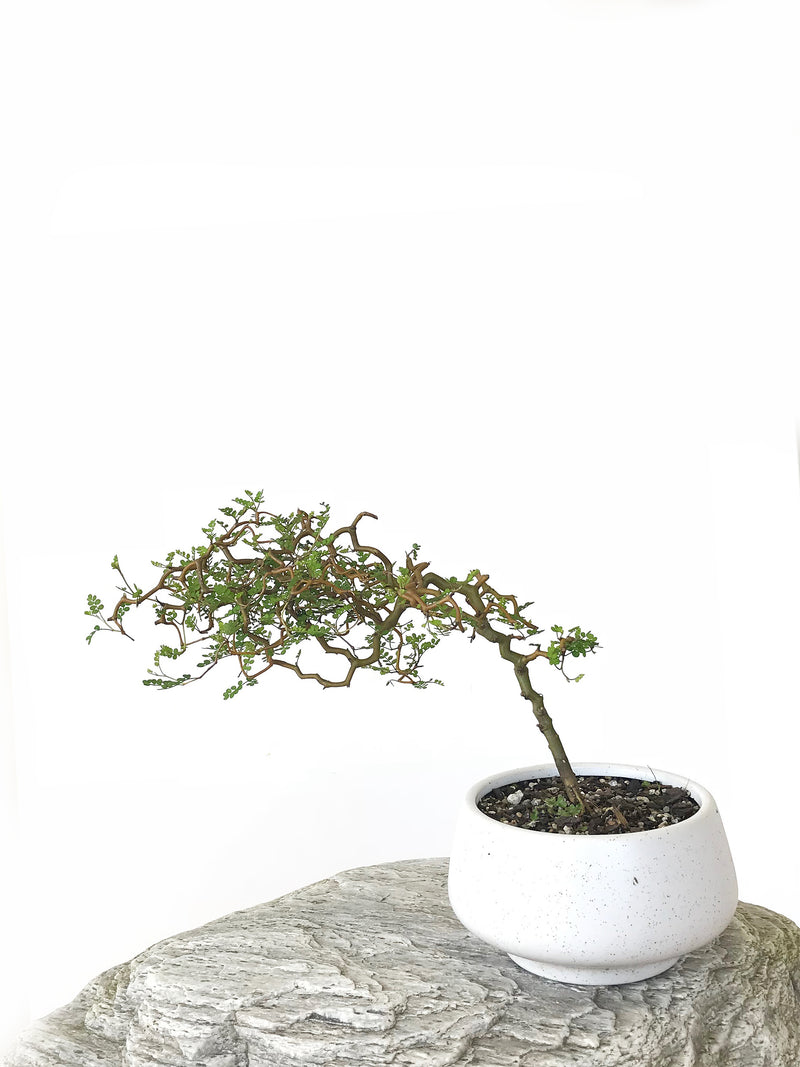 KOWHAI - NZ NATIVE (KH1808021) - MiniGardens NZ