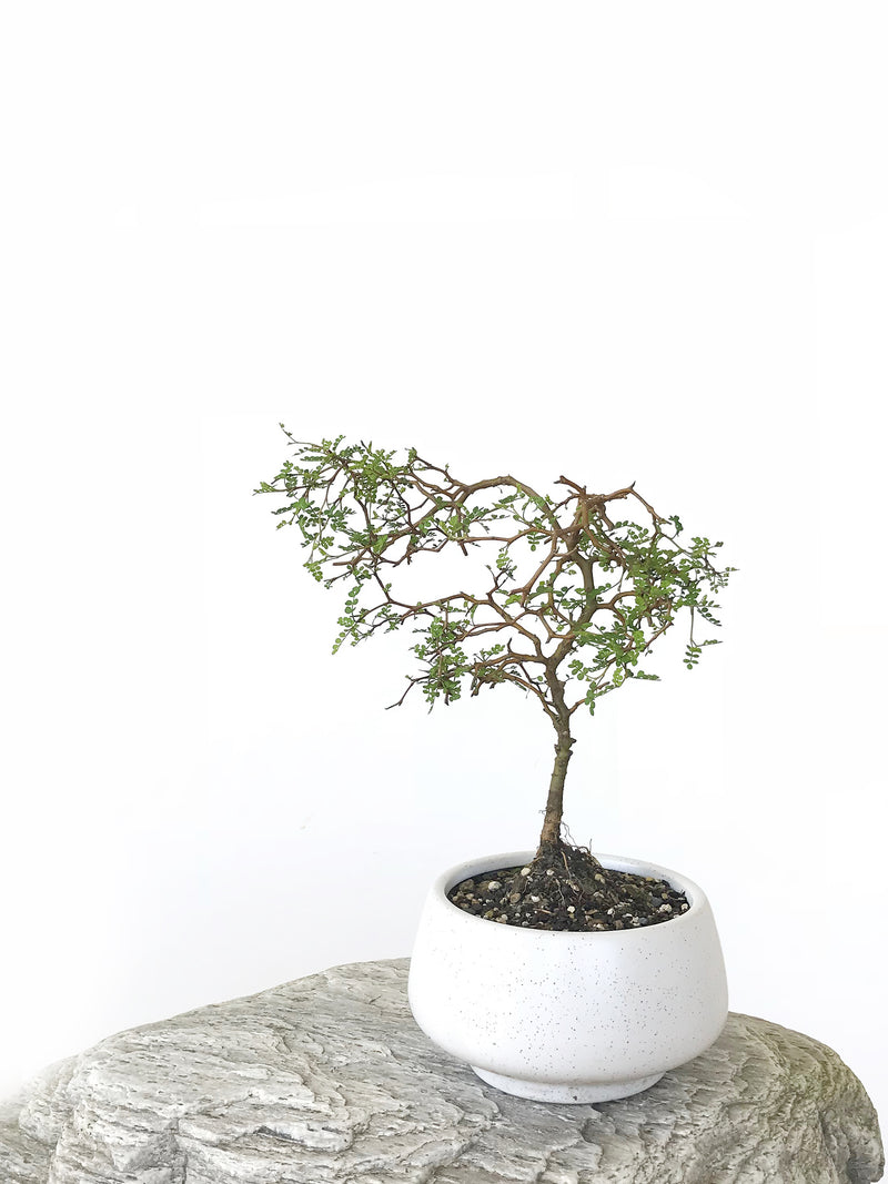 KOWHAI - NZ NATIVE (KH1808022) - MiniGardens NZ