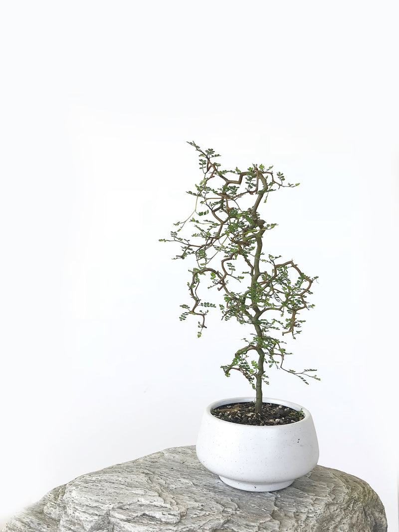 KOWHAI - NZ NATIVE (KH1808023) - MiniGardens NZ