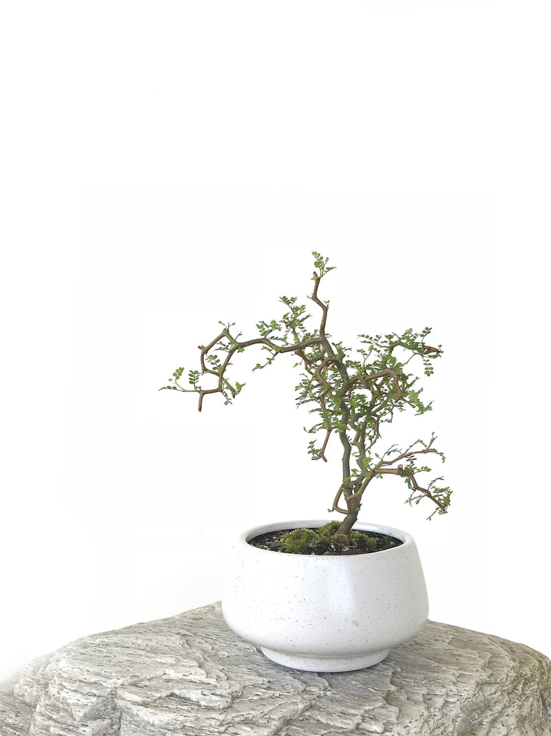 KOWHAI - NZ NATIVE (KH1808024) - MiniGardens NZ