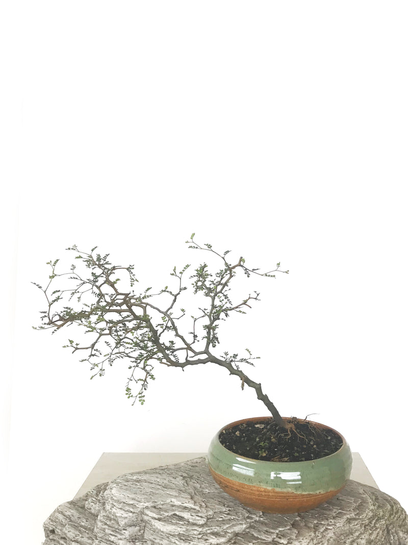 KOWHAI - NZ NATIVE (KH1808025) - MiniGardens NZ