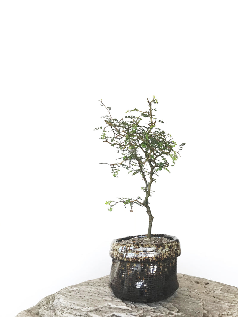 KOWHAI - NZ NATIVE (KH1808025) - MiniGardens NZ