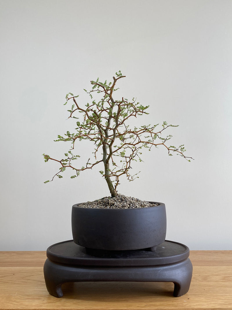 KOWHAI - NZ NATIVE (KW01001) - MiniGardens NZ