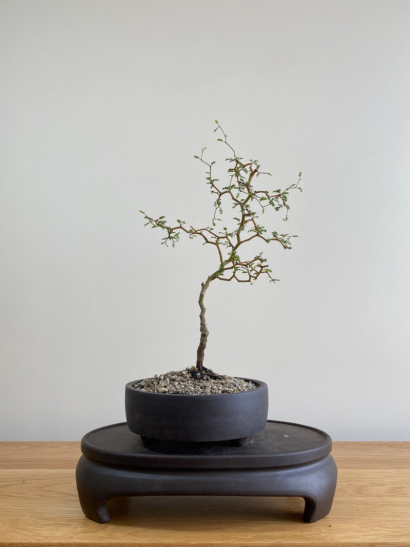 KOWHAI - NZ NATIVE (KW01002) - MiniGardens NZ