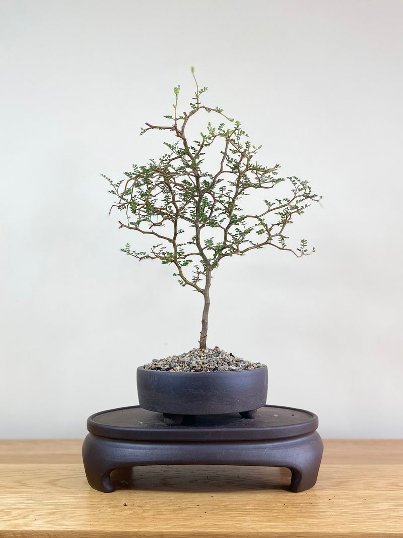 KOWHAI - NZ NATIVE (KW02001) - MiniGardens NZ