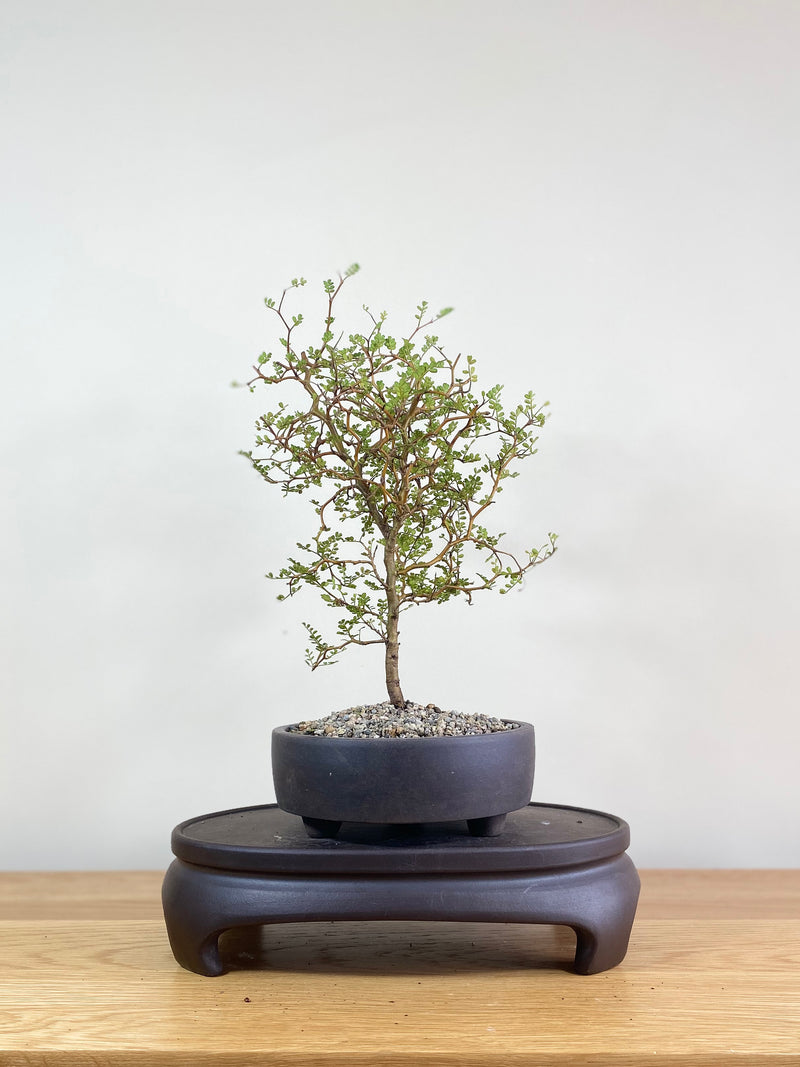 KOWHAI - NZ NATIVE (KW02002) - MiniGardens NZ