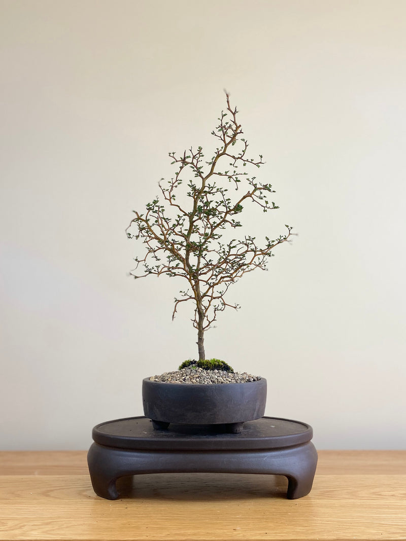 KOWHAI - NZ NATIVE (KW03001) - MiniGardens NZ