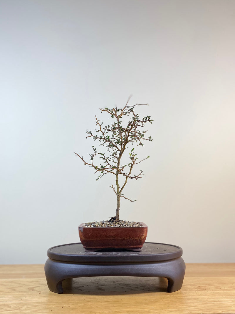 KOWHAI - NZ NATIVE (KW03006) - MiniGardens NZ