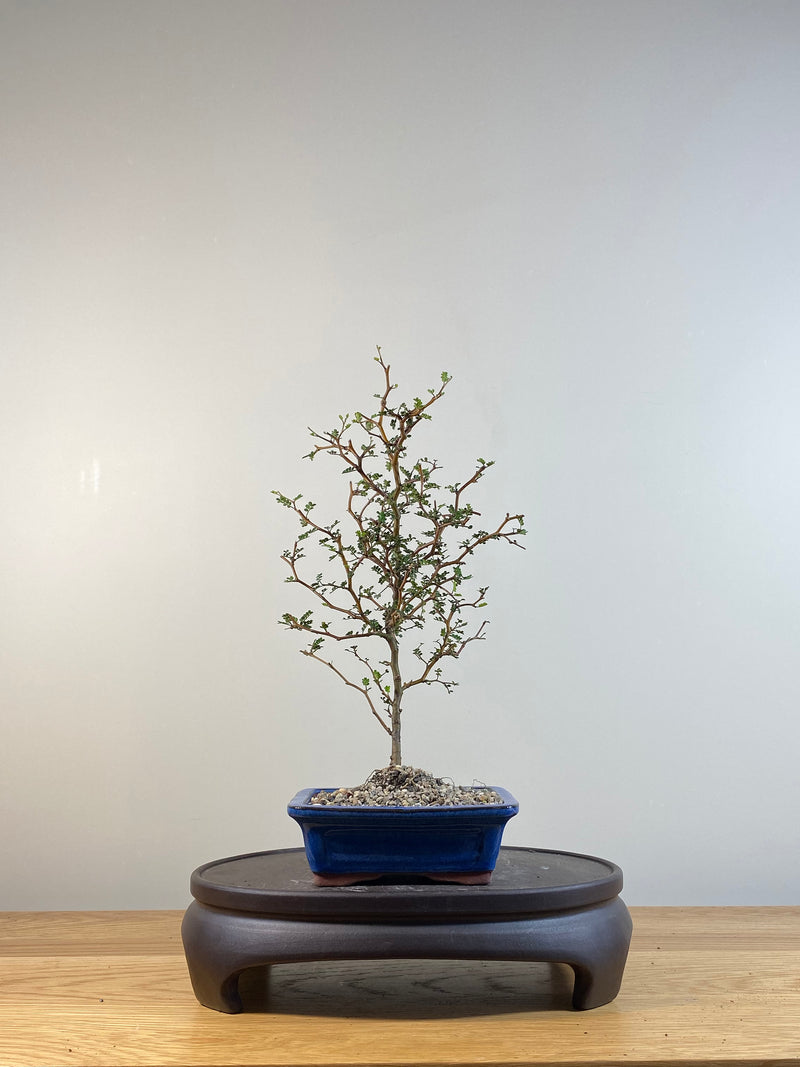 KOWHAI - NZ NATIVE (KW04002) - MiniGardens NZ