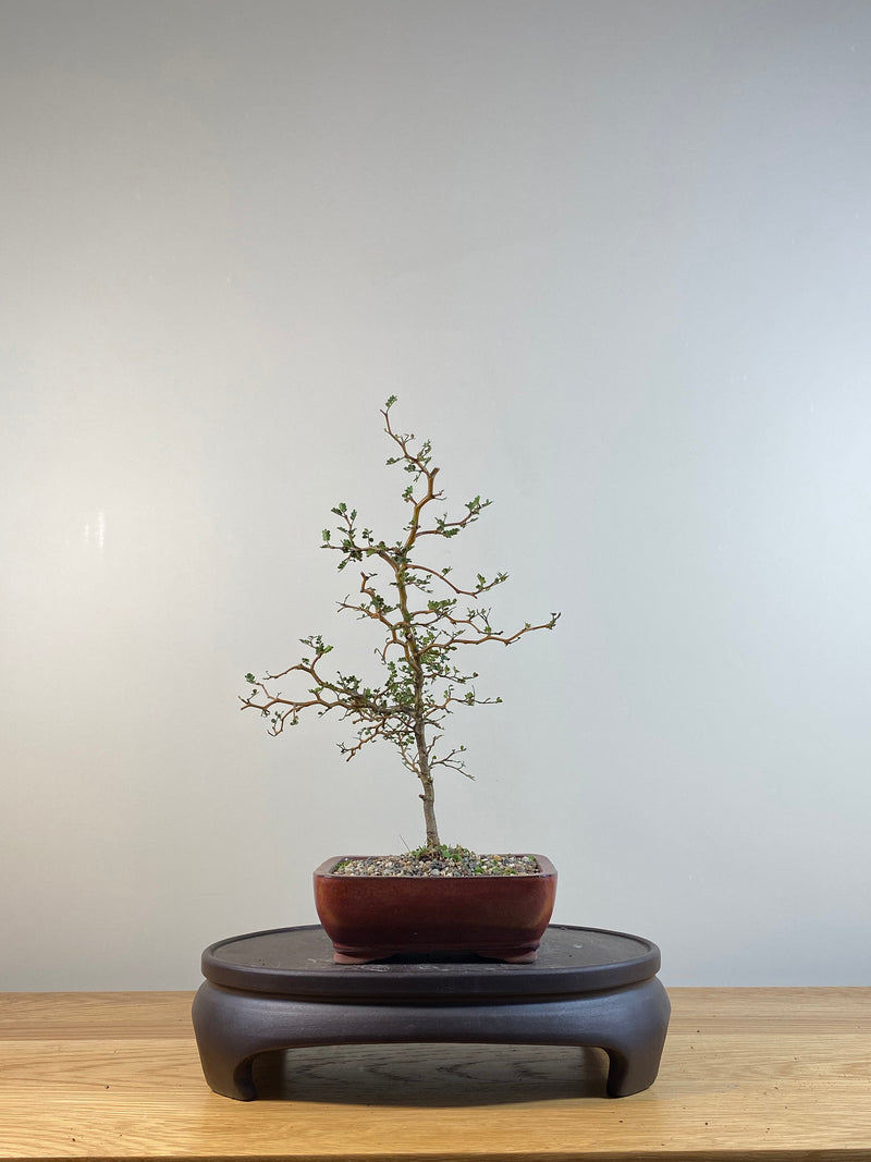 KOWHAI - NZ NATIVE (KW04003) - MiniGardens NZ