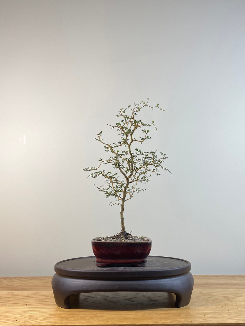 KOWHAI - NZ NATIVE (KW04004) - MiniGardens NZ