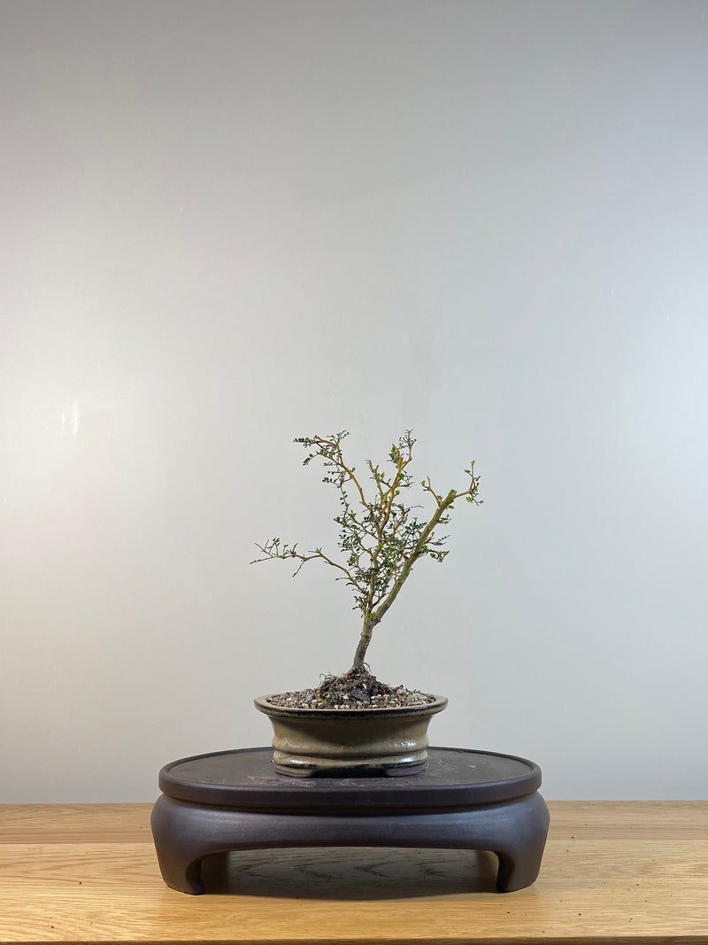 KOWHAI - NZ NATIVE (KW04006) - MiniGardens NZ