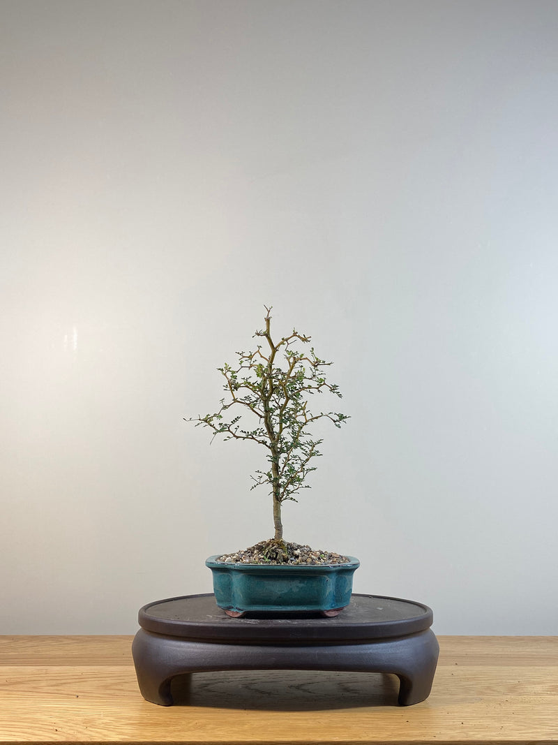 KOWHAI - NZ NATIVE (KW04007) - MiniGardens NZ