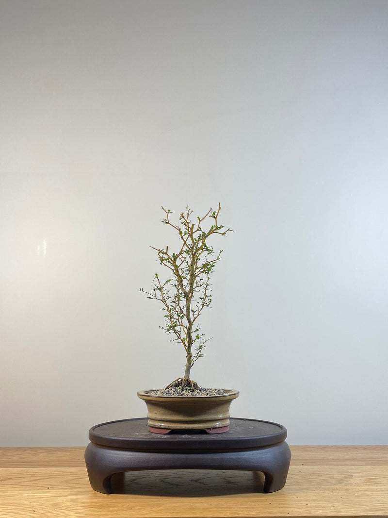 KOWHAI - NZ NATIVE (KW04008) - MiniGardens NZ