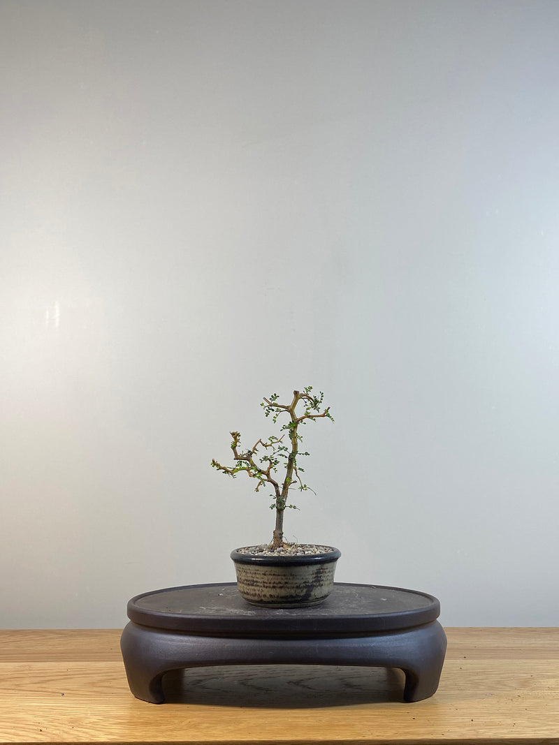 KOWHAI - NZ NATIVE (KW04009) - MiniGardens NZ