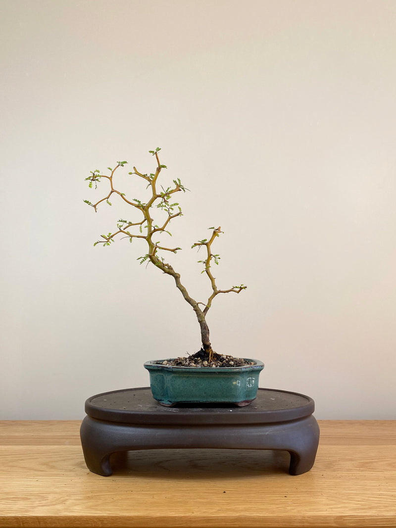 KOWHAI - NZ NATIVE (KW05001) - MiniGardens NZ