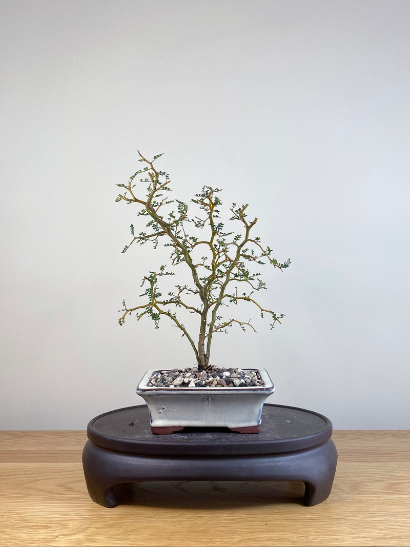 KOWHAI - NZ NATIVE (KW05009)