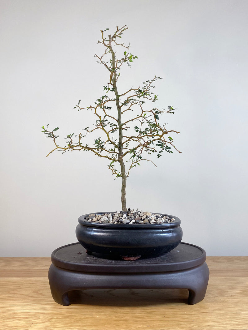 KOWHAI - NZ NATIVE (KW05010)