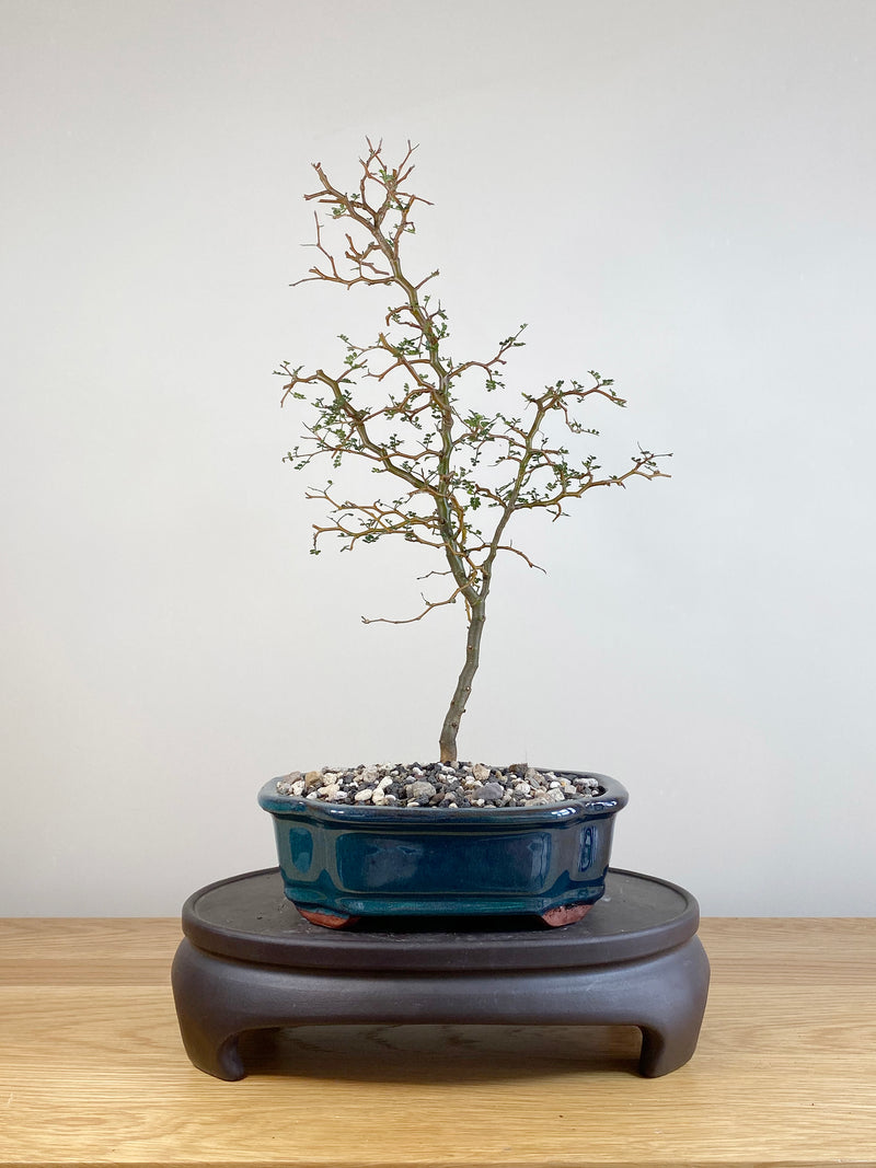 KOWHAI - NZ NATIVE (KW05011)