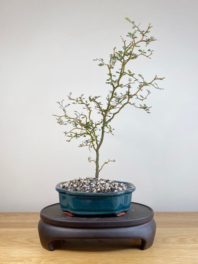 KOWHAI - NZ NATIVE (KW05012)