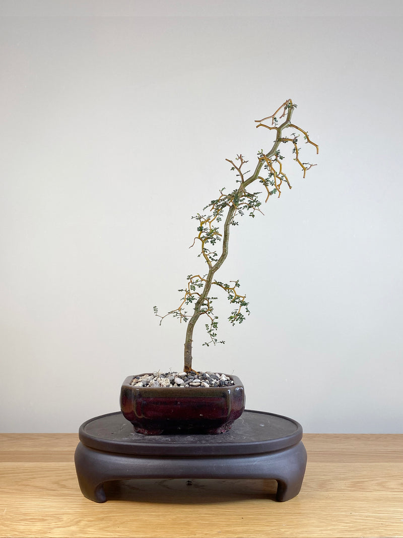 KOWHAI - NZ NATIVE (KW05013)