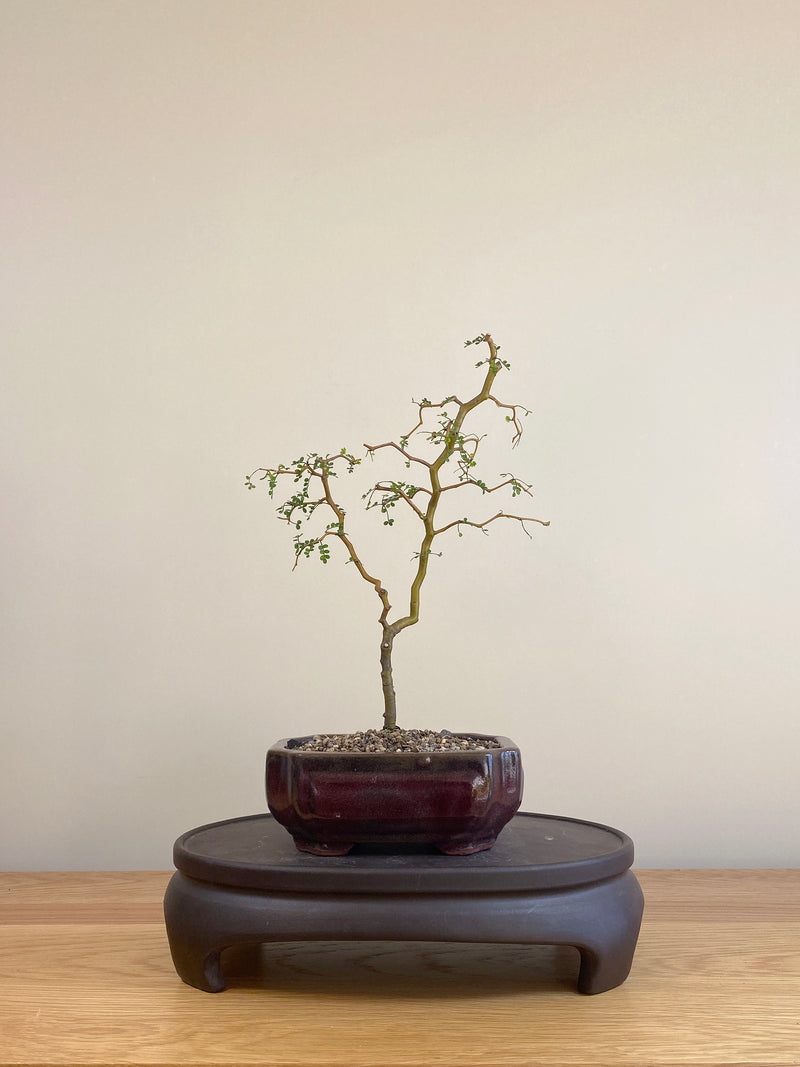 KOWHAI - NZ NATIVE (KW06001)