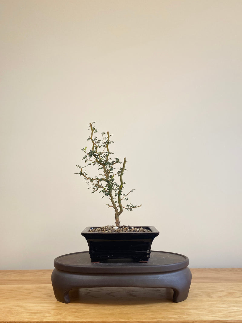 KOWHAI - NZ NATIVE (KW06003)