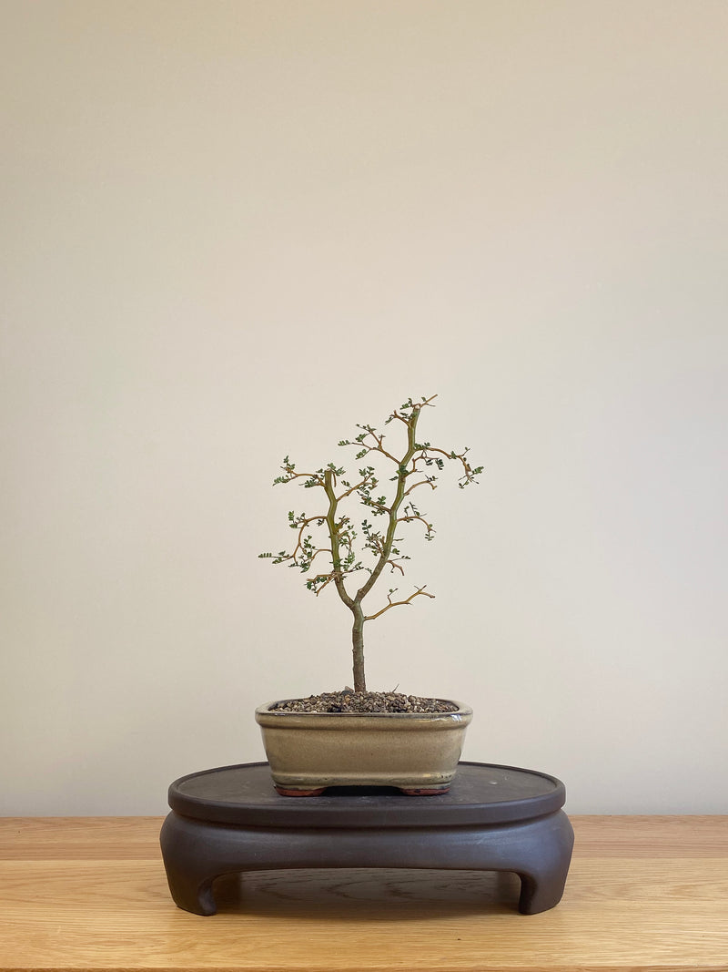 KOWHAI - NZ NATIVE (KW06004)