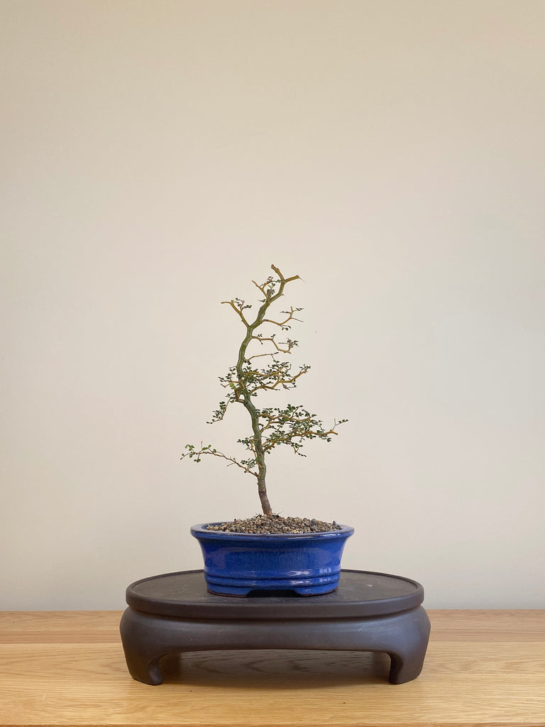 kowhai bonsai tree Kowhai Bonsai - NZ Native
